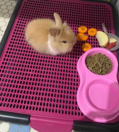 COELHOS MINI LION