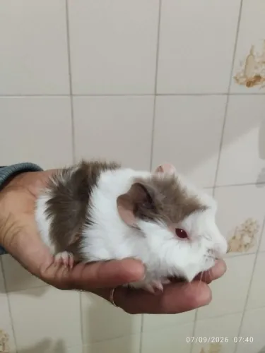 Filhote de porquinho da índia