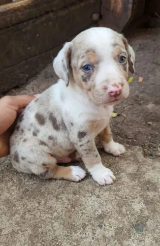 Filhote de Basset dachshund Macho Olho azul chocomerle