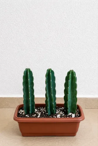 Vendo Cactos