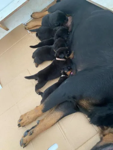 Filhotes de Rottweiler com Pedigree
