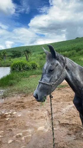 Venda de cavalo