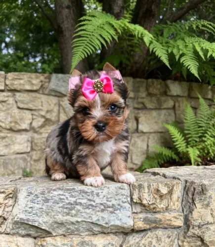 Princesinha Yorkshire Muito Charmosa
