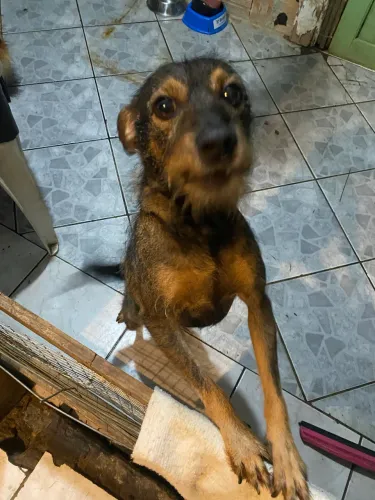 Cachorro