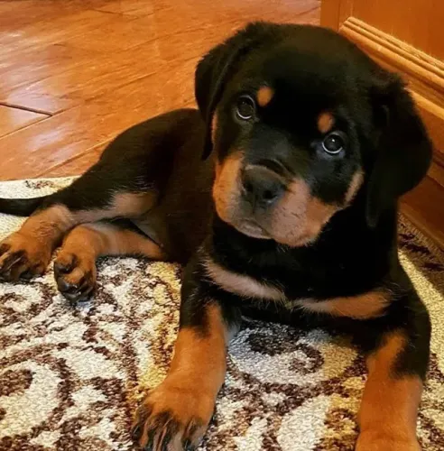 Rottweiler Presença que inspira tranquilidade