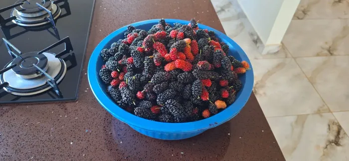 Frutas orgânicas.