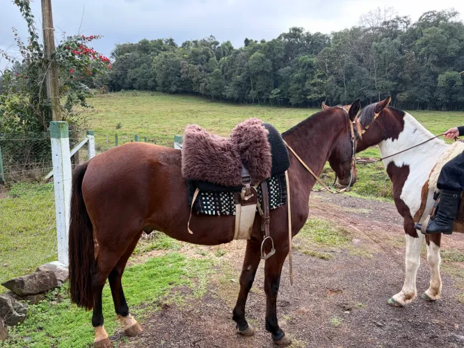 Cavalo Marchador 