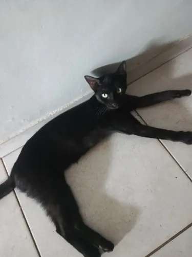 Doação de gatos