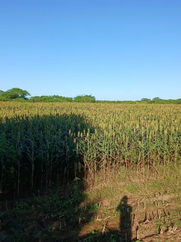 Vendemos silhagem de milho. E silhagem de sorgo.  Ensacada ou agranel.