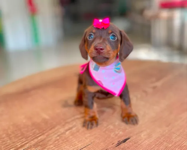 Filhote Dachshund 