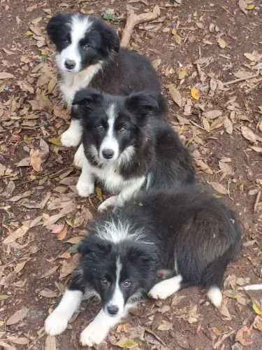 Filhotes de border Collie 