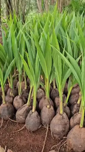 Mudas de coqueiro Naturais