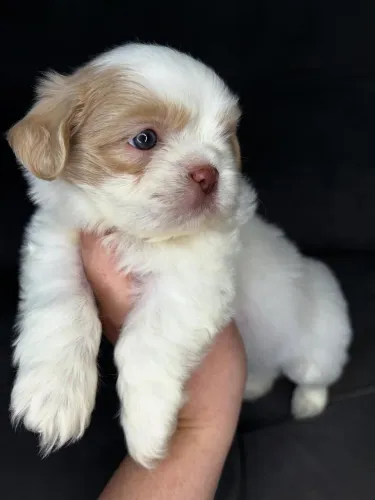 Filhotes De Shih Tzu - Nada Se Compara Ao Amor Puro Dessa Fofura 