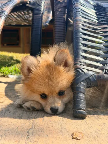 Lulu da pomerania macho