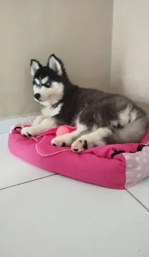 Vendo filhote