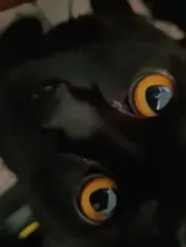 Gata Preta Adulta para Adoção 