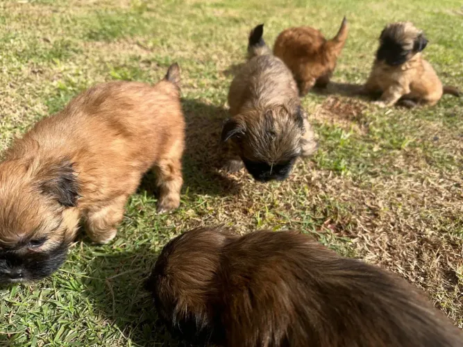 Filhotes de Shih Tzu ? pais no local