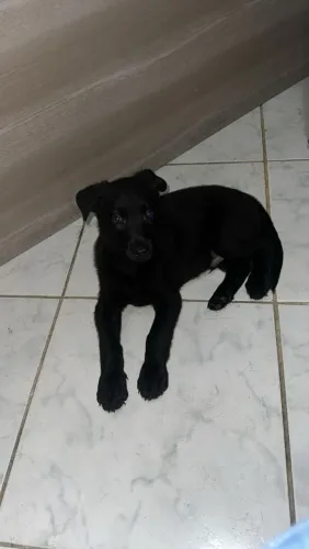 Vende-se filhotes de Pastor Alemão