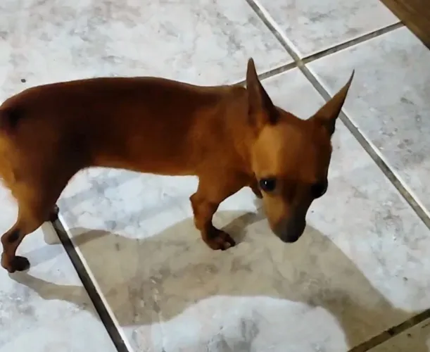 Pinscher zero