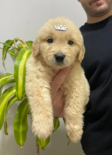Filhote de Golden Retriever Macho e Fêmea com Pedigree