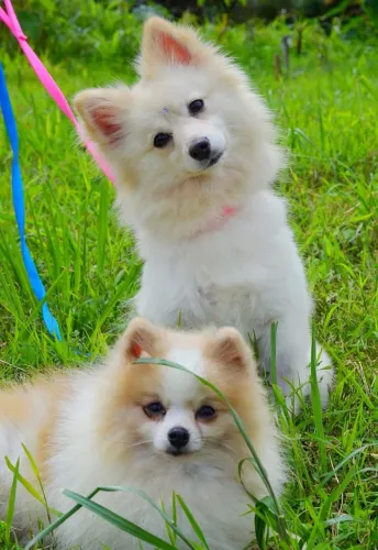 Spitz alemão fêmea 1 ano com pedigree (12x sem juros)