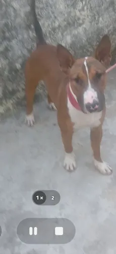 Animais 