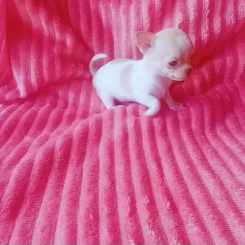 Chihuahua padrão da raça