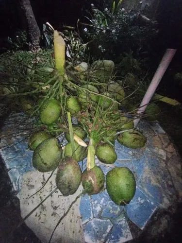 Cocô seco/no cacho