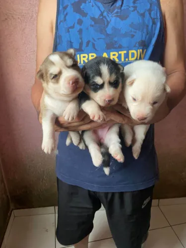 Filhote Husky siberiano, Seus dias ficarão mais felizes com um novo amigo peludo!
