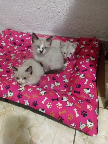 4 gatos de 2 meses