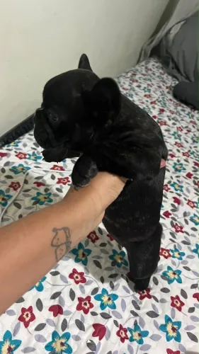 FÊMEA BULLDOG FRANCÊS LEGÍTIMA !