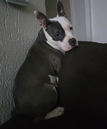 Vendo staffordshire macho 8 meses (negociável)