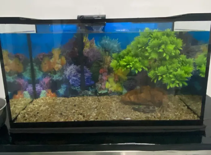 Aquário 53 litros completo - 60x27x33 cm - Excelente Estado