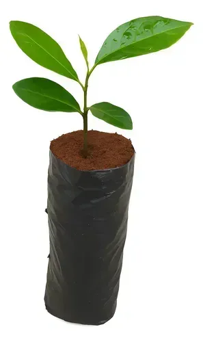 Mudas de Mogno Africano