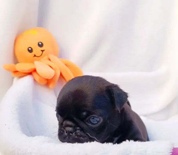 Pug preta