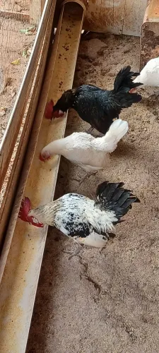 Casal de garnizé e um galo Nagasaki