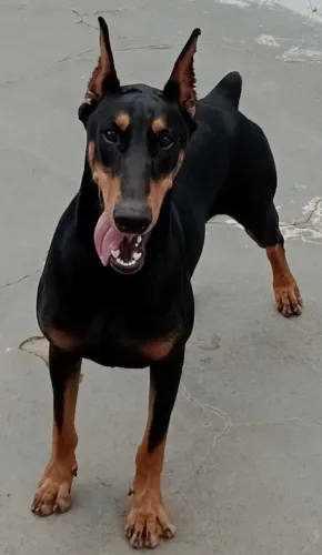 Doberman Americano! Macho procura Cadela (Fêmea) para acasalamento. Aceito proposta. R$ 3