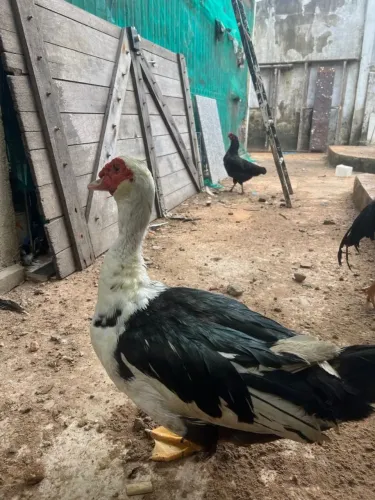 Patos machos