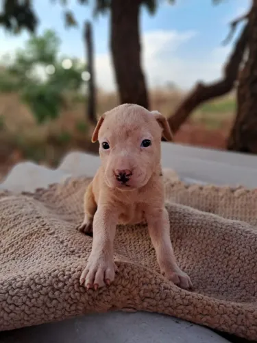Filhote de Pitbull