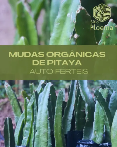 Mudas de PITAYA orgânicas e autoférteis