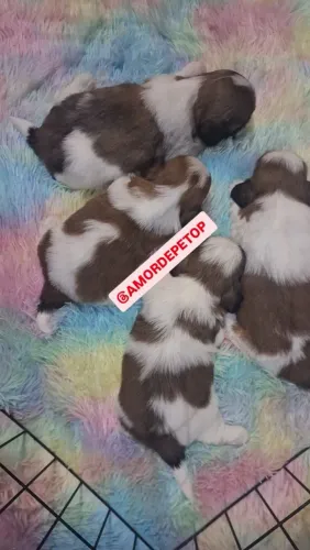 Shih-tzu procedência