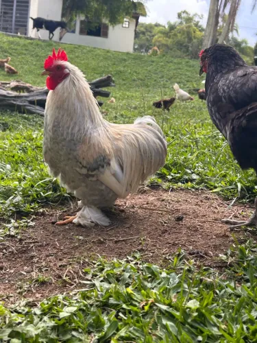 Galo ornamental pequeno
