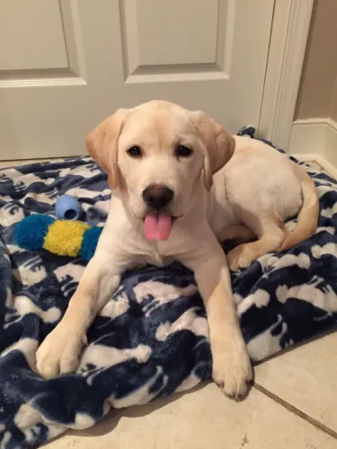 Filhotes De Labrador - Quem Precisa De Um Despertador Quando Se Tem Um Filhote