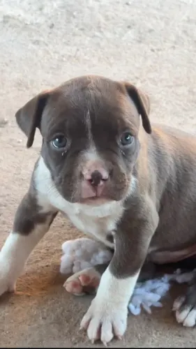 Cachorro buldogue boiadeiro