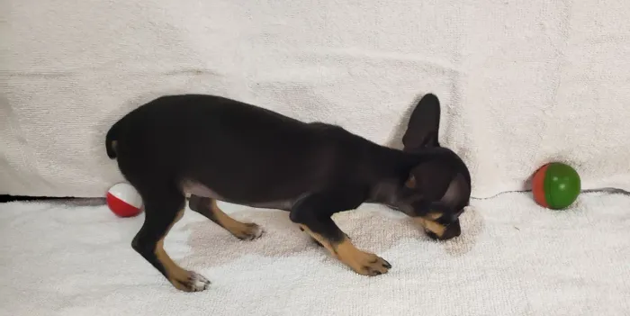 Fêminha de Pinscher em Araguari