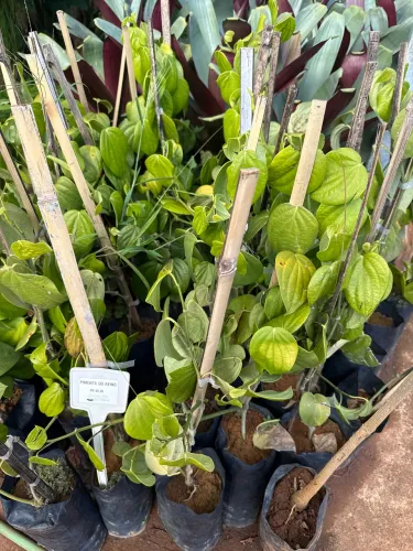 Muda de pimenta do reino