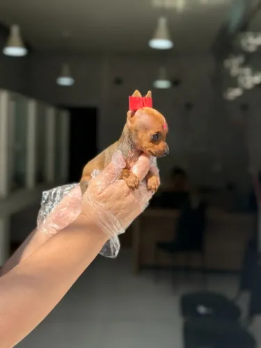 Qualidade e procedência: Filhotinho de Pinscher Miniatura