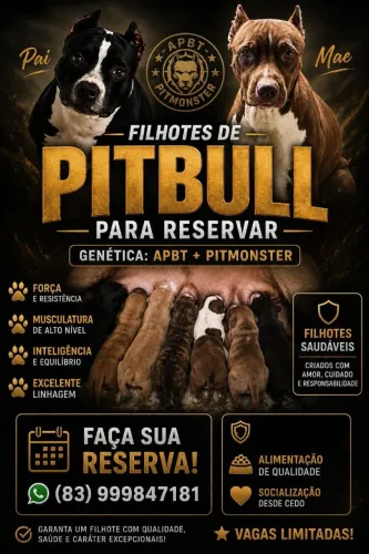 Filhotes de cachorro Pittbull