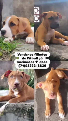 Vende-se Filhotes de Pitbull