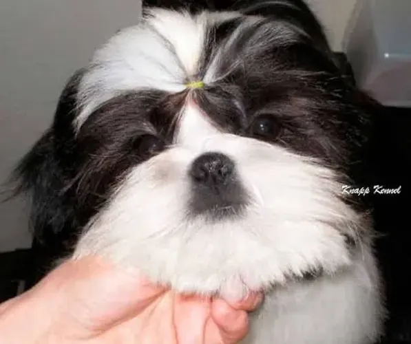 Shih tzu macho